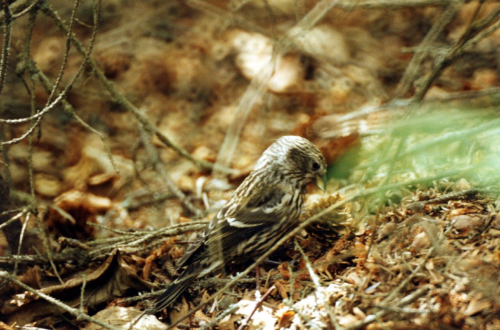 Crossbill, White-winged (j), Homer, AK, 1999-06, B07P62I02.jpg - White-winged Crossbill (juvenile)